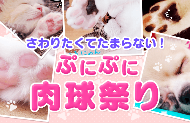 さわりたくてたまらない!ぷにぷに肉球祭り
