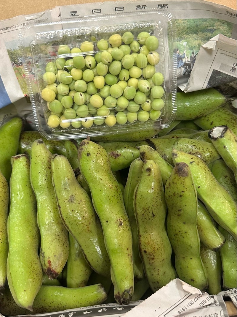 研ナオコ 親戚から届いたそら豆の画像