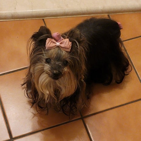 モト 証拠を残したくない様子の愛犬の画像