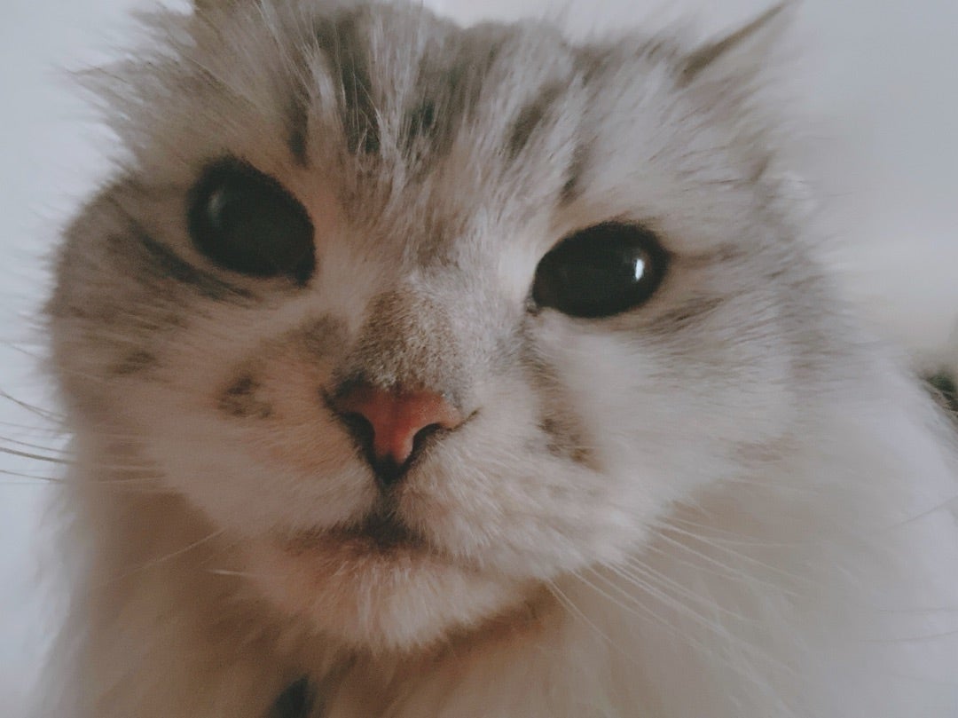 細川直美 愛猫に起こされる朝の画像