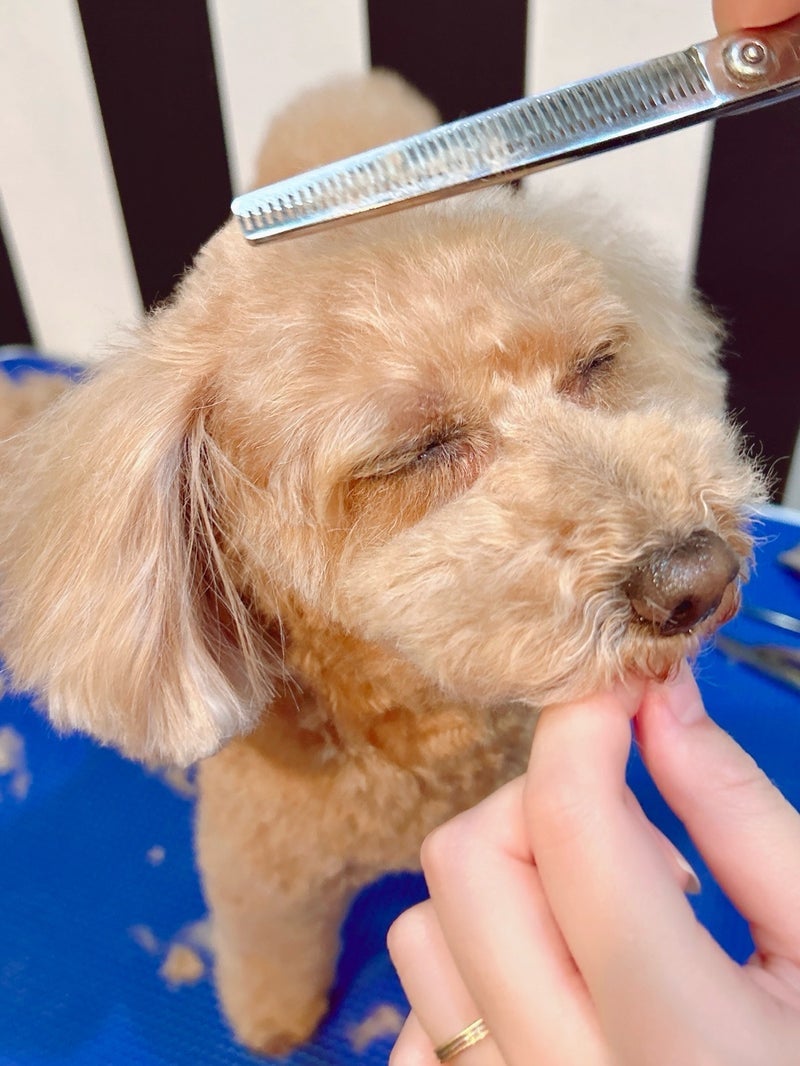 渡辺美奈代 目を細めるお利口な姿の画像