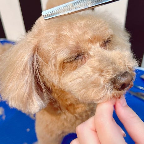 渡辺美奈代 目を細めるお利口な姿の画像