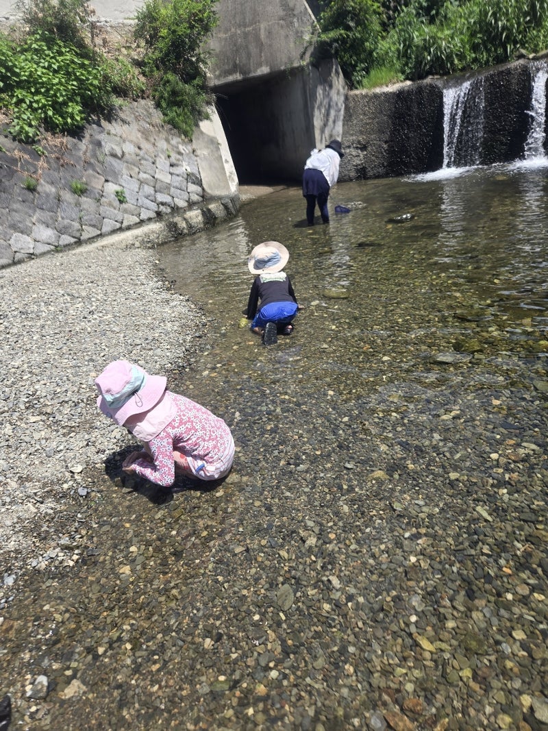 トンネルで娘と見たオオサンショウオの画像