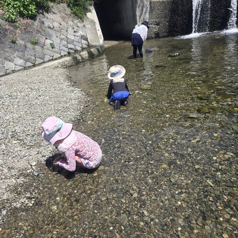 トンネルで娘と見たオオサンショウオの画像
