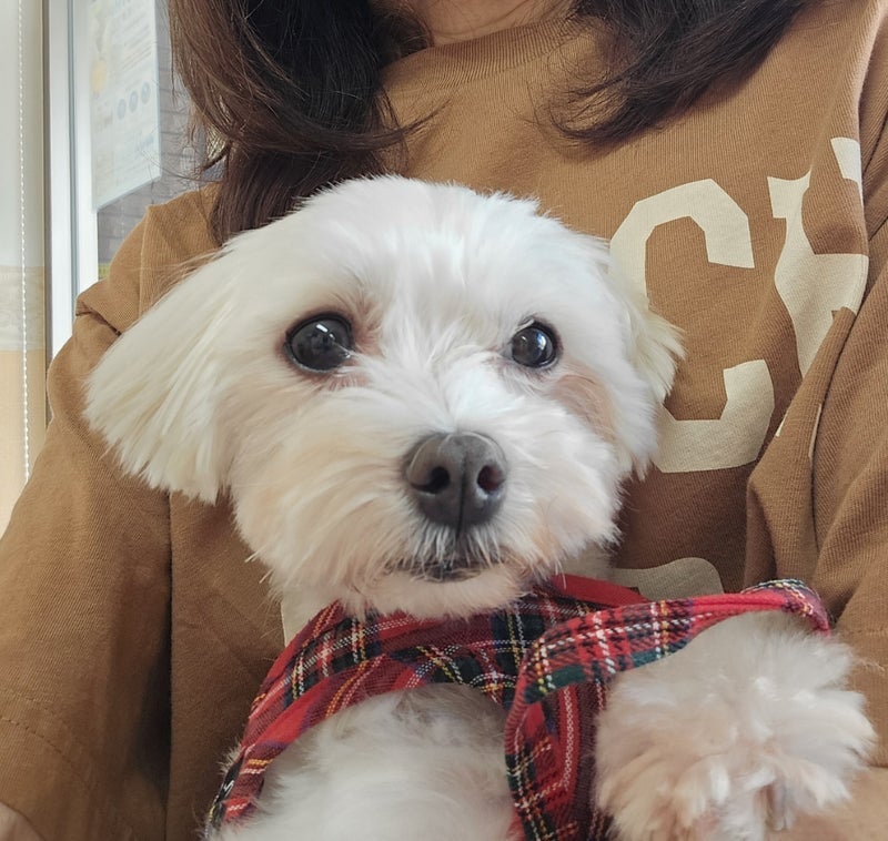 お腹の不調で動物病院へ行き安堵の画像