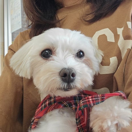 お腹の不調で動物病院へ行き安堵の画像