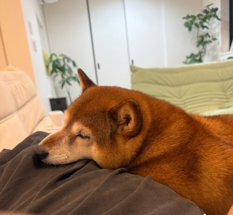 朝いつもよりゆっくり寝て体力回復の画像