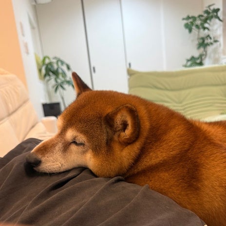 朝いつもよりゆっくり寝て体力回復の画像