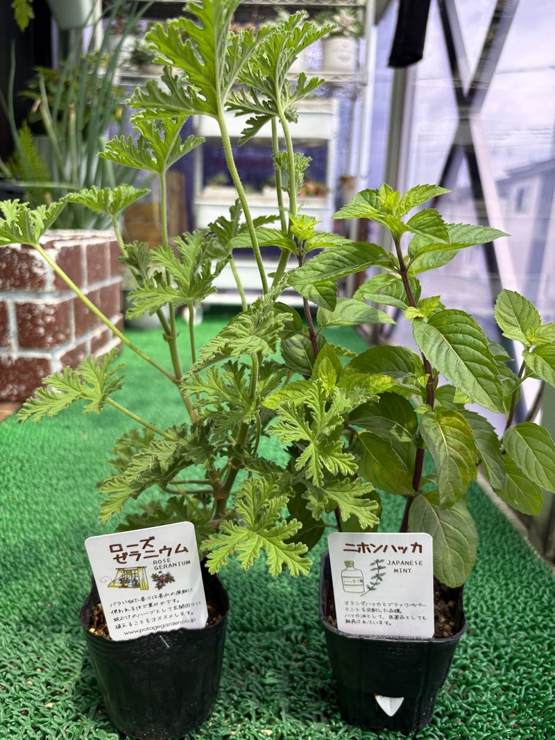 香りに惹かれ購入した2つのハーブの画像