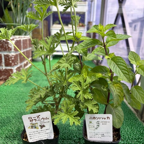 香りに惹かれ購入した2つのハーブの画像