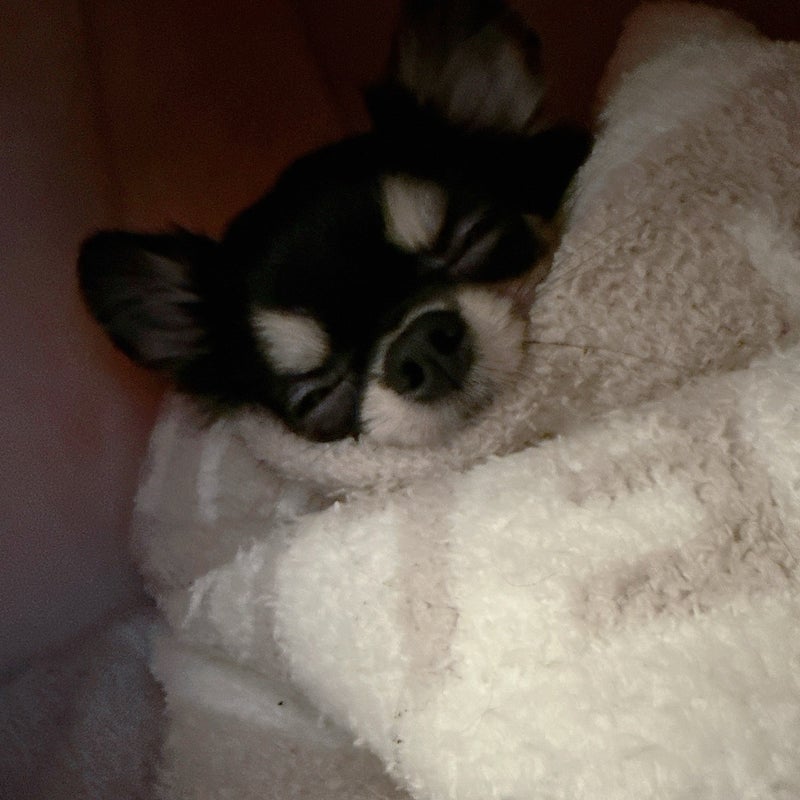 小柳ルミ子 気を使った愛犬と外出の画像