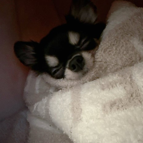 小柳ルミ子 気を使った愛犬と外出の画像