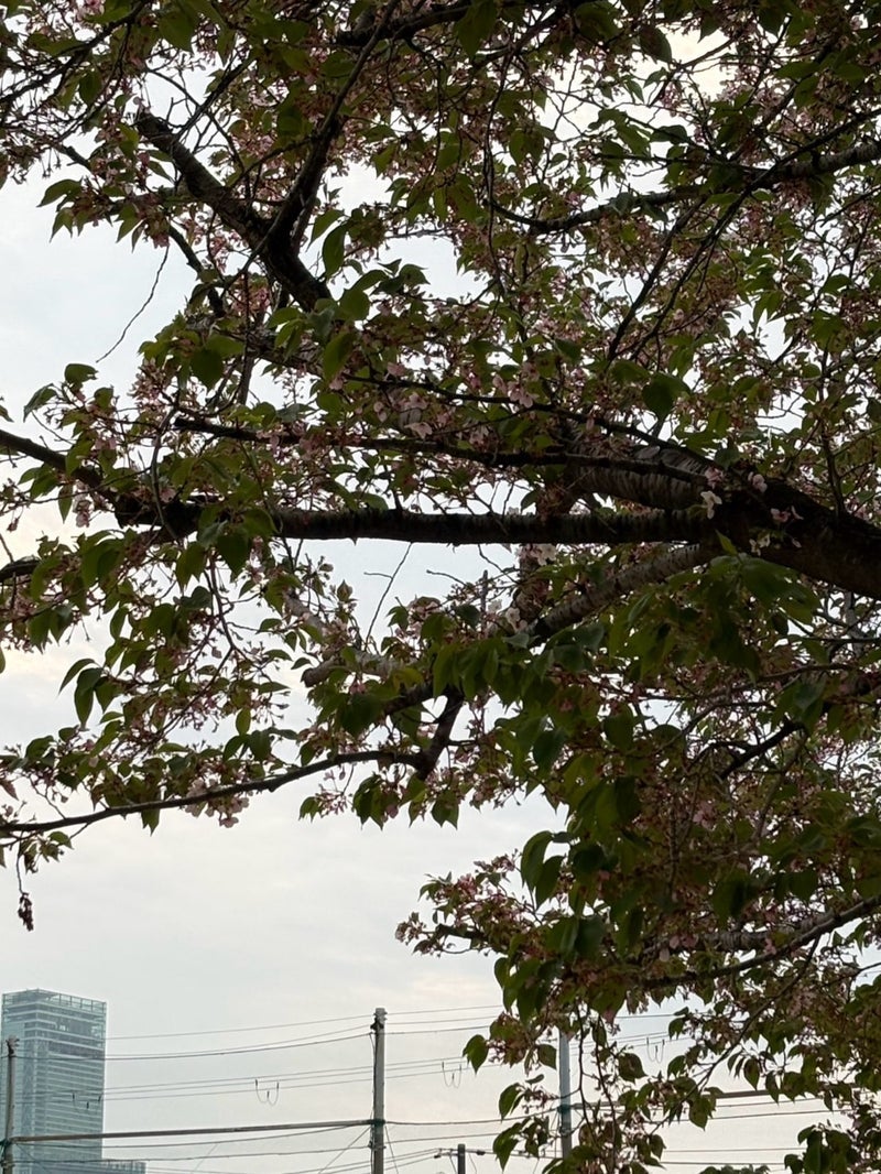 体調イマイチでも頑張ってくれる嫁の画像