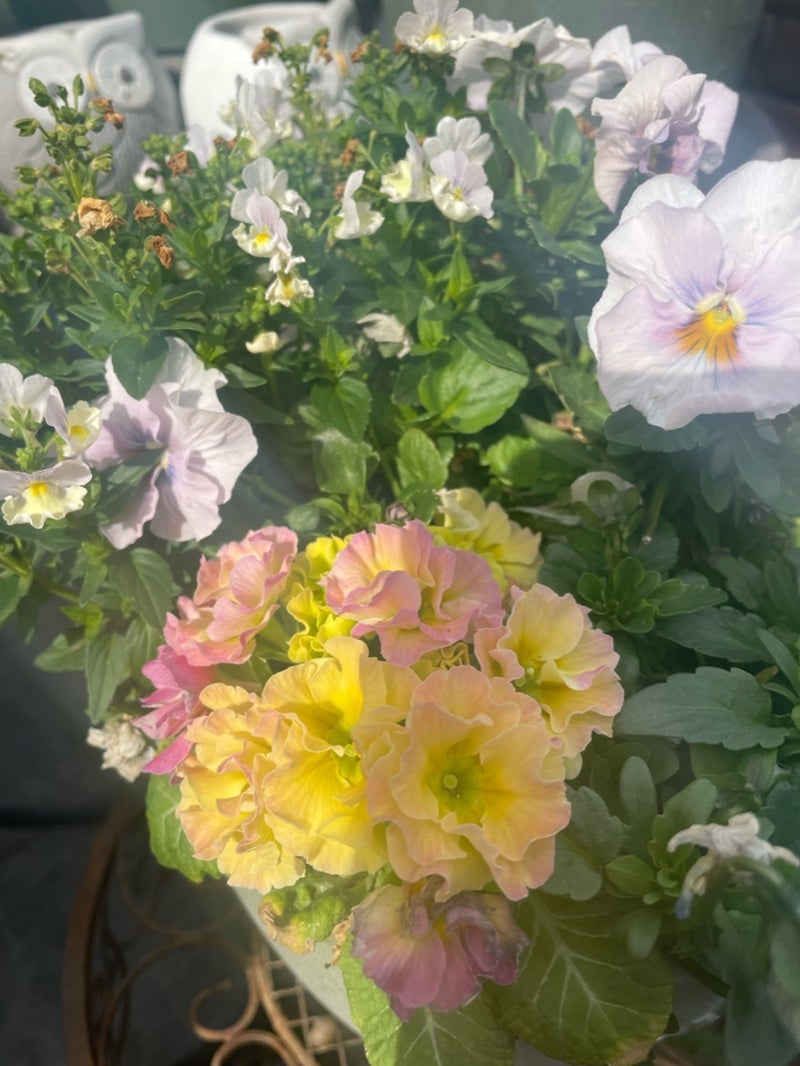 ケアマネからの180日利用制限の返事の画像