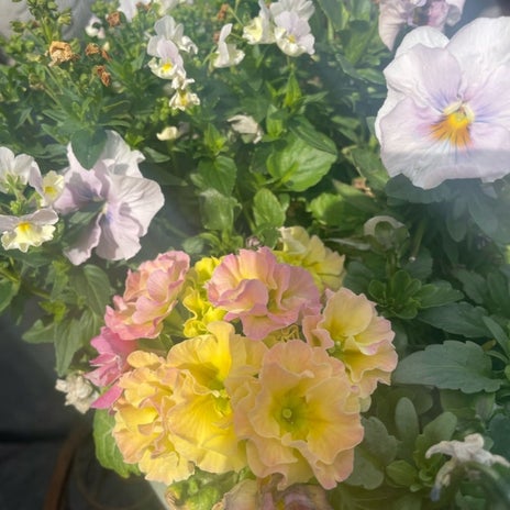 ケアマネからの180日利用制限の返事の画像