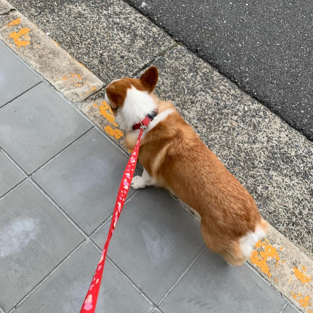 歩道の端っこを歩きたがる愛犬の画像