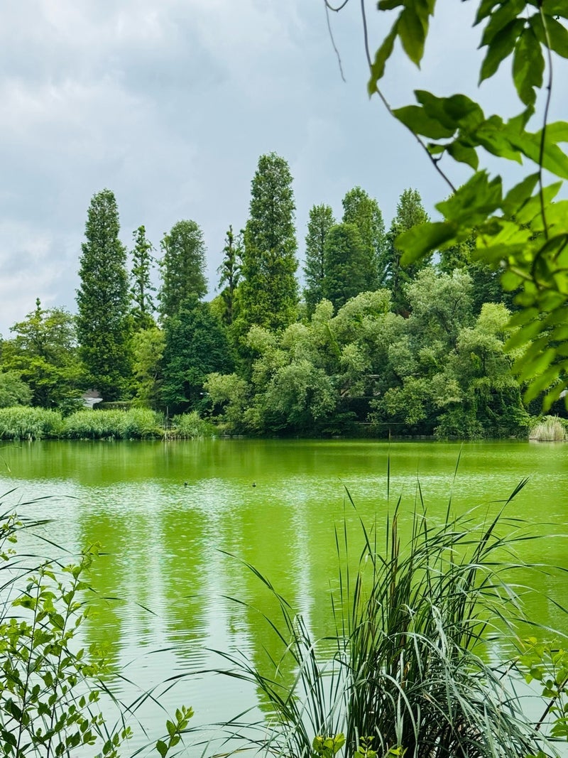 だいた カット前に公園へ行く時間の画像
