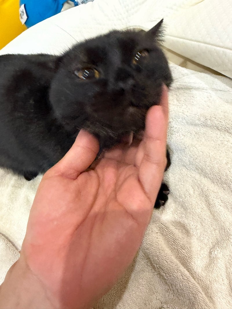 アレク 甘えん坊な愛猫のぼんちゃんの画像