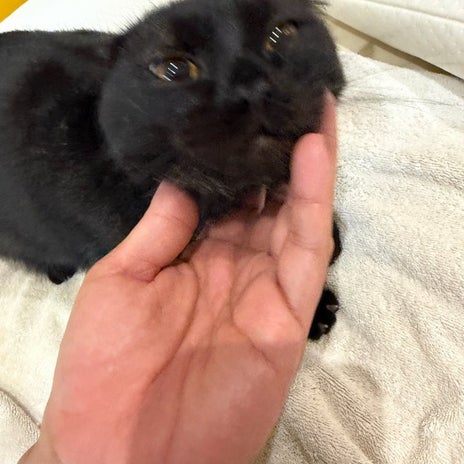 アレク 甘えん坊な愛猫のぼんちゃんの画像