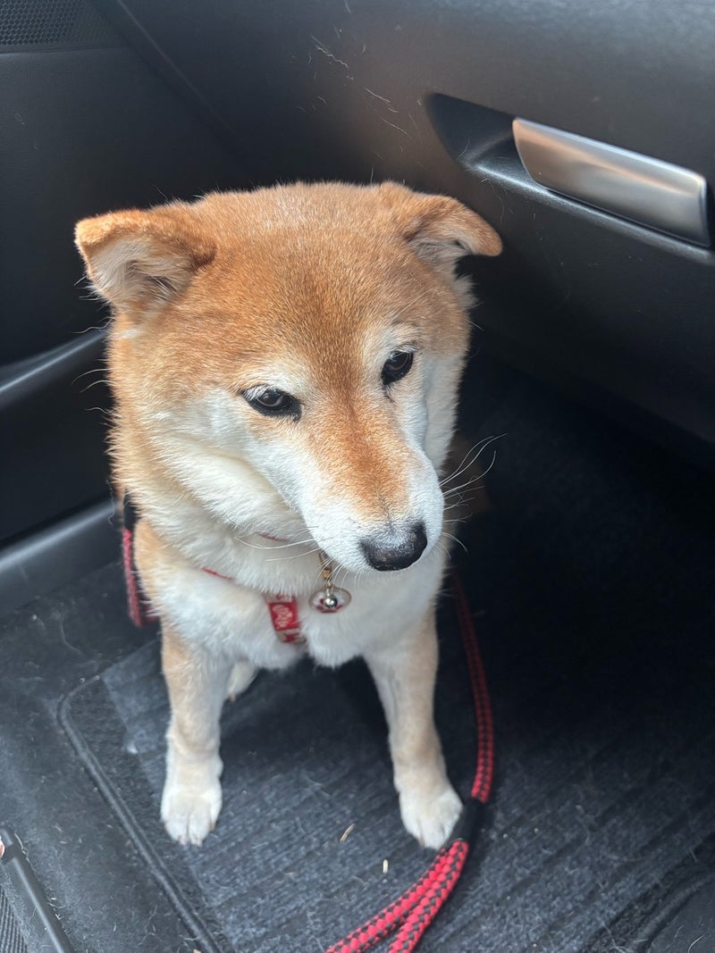 広川ひかる 花粉まみれの車洗車の画像