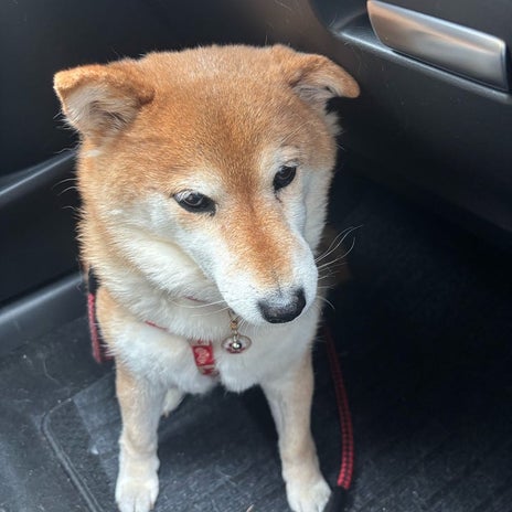 広川ひかる 花粉まみれの車洗車の画像