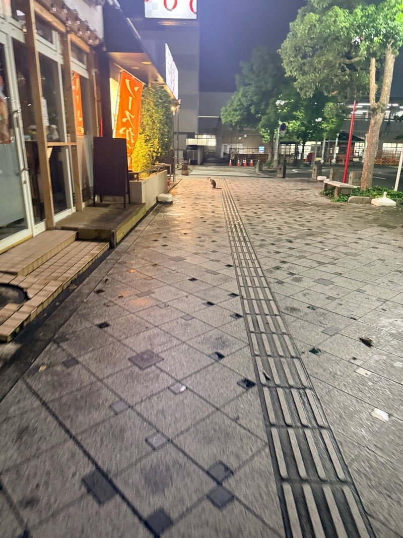 尾崎アナ 群馬出張で会った野良猫の画像