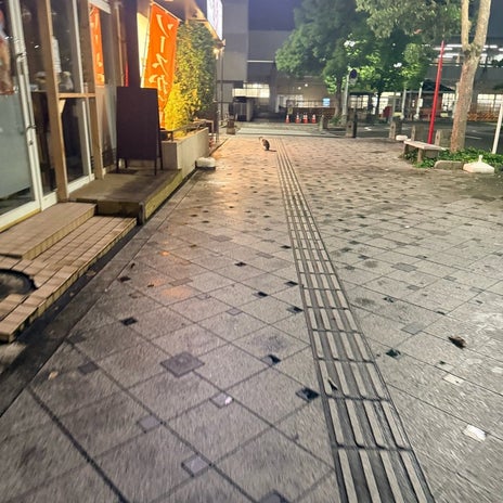 尾崎アナ 群馬出張で会った野良猫の画像