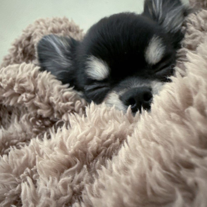 小柳ルミ子 側で熟睡している愛犬の画像