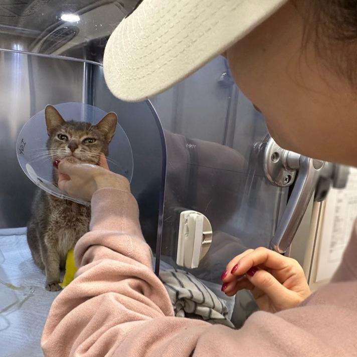 桃 朝から入院中の愛猫の面会への画像
