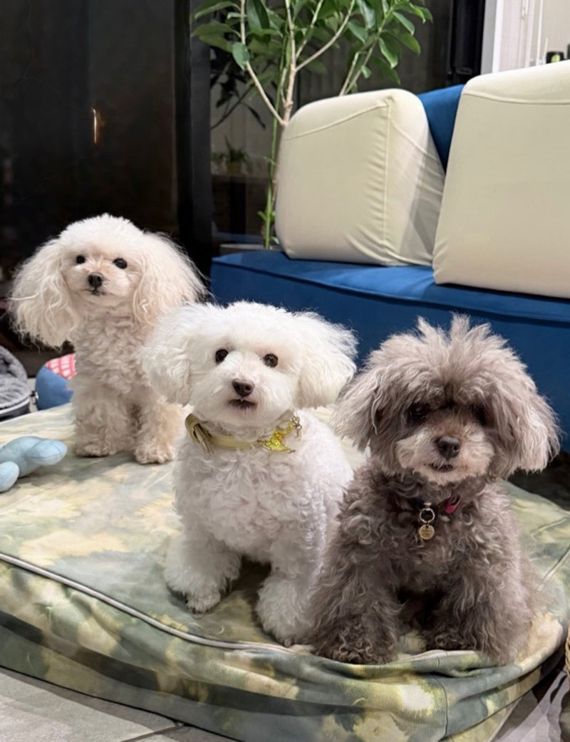 堀ちえみ 愛犬三姉妹の記念撮影の画像