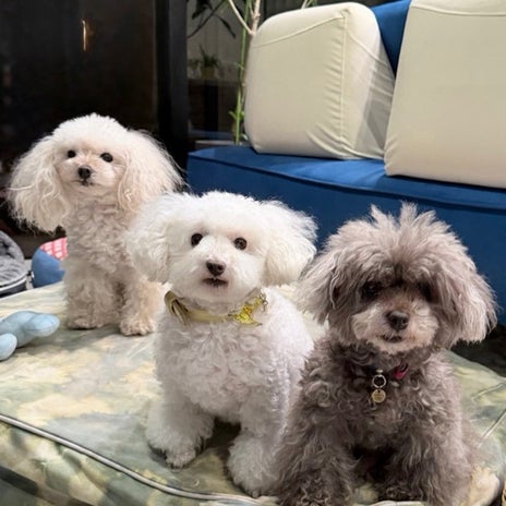 堀ちえみ 愛犬三姉妹の記念撮影の画像