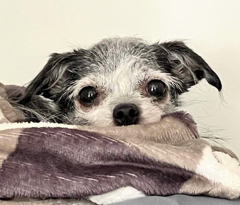 引き篭もりだった犬にできた家族の画像