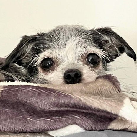 引き篭もりだった犬にできた家族の画像