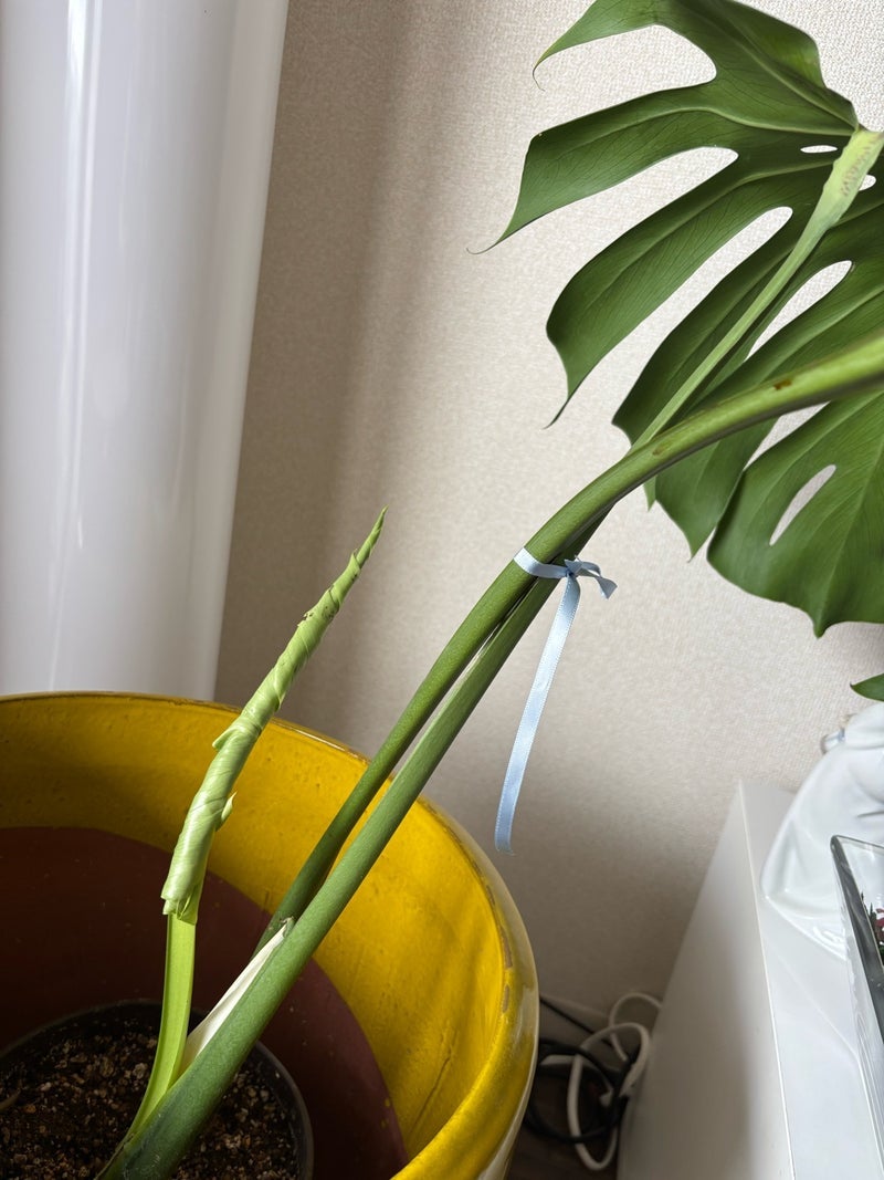 家族三人の同意見で腑に落ちた事の画像