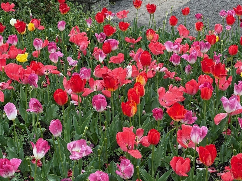 雨の日に堪能した桜とチューリップの画像