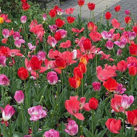 雨の日に堪能した桜とチューリップの画像