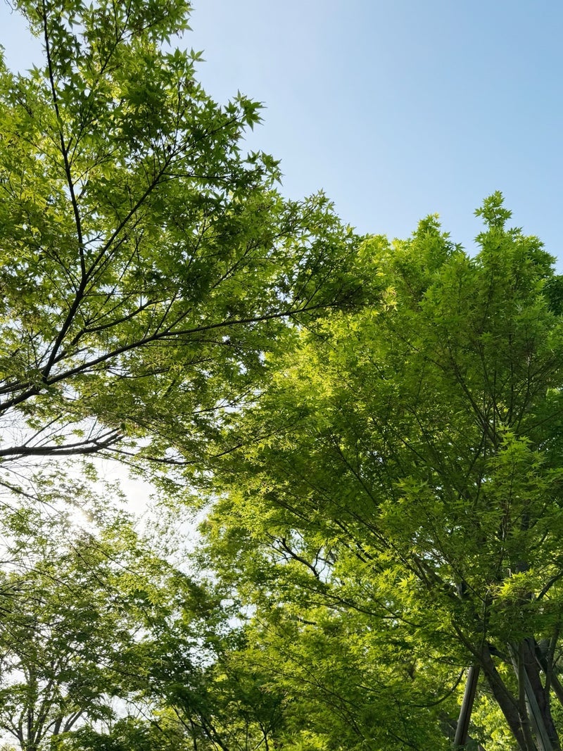 江口ともみ 気持ちいい新緑のお散歩の画像