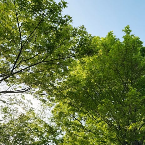 江口ともみ 気持ちいい新緑のお散歩の画像