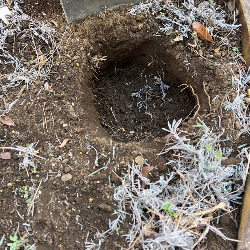 前住民のお土産かもしれない巨大な物の画像