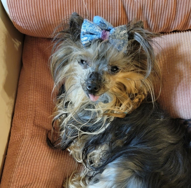 モト 目薬でパッチリ目になった愛犬の画像