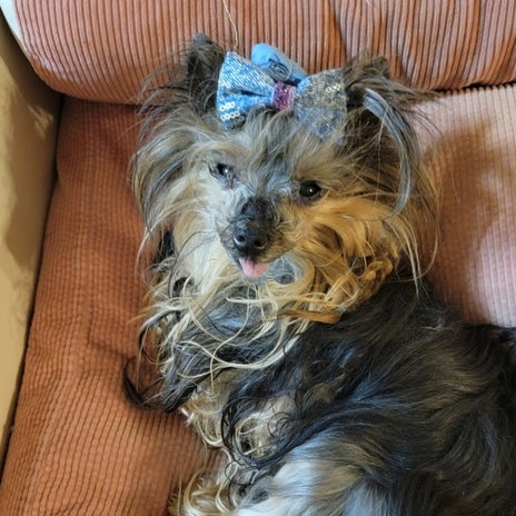 モト 目薬でパッチリ目になった愛犬の画像