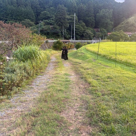 育った田舎でのいつもの犬の散歩の画像