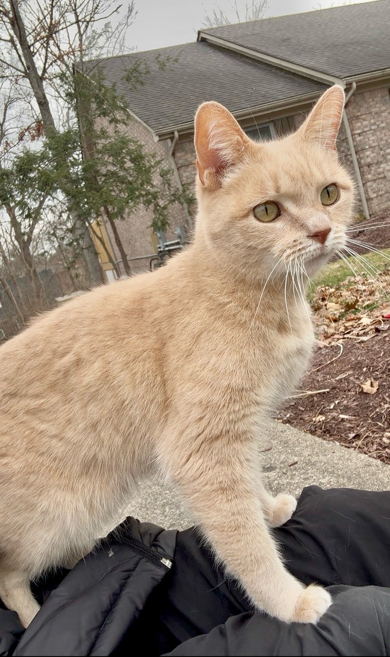 運転の邪魔で使わなくなったCelineの画像