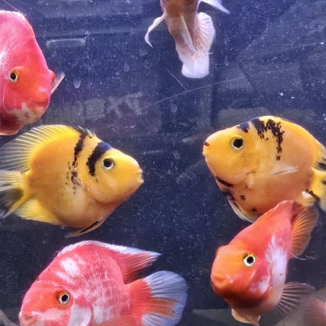 発見し思わず購入した黄色の熱帯魚の画像
