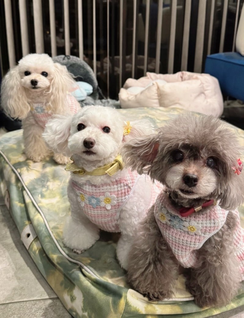 堀ちえみ 愛犬三姉妹の記念撮影の画像