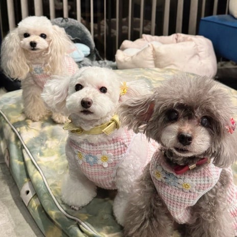 堀ちえみ 愛犬三姉妹の記念撮影の画像