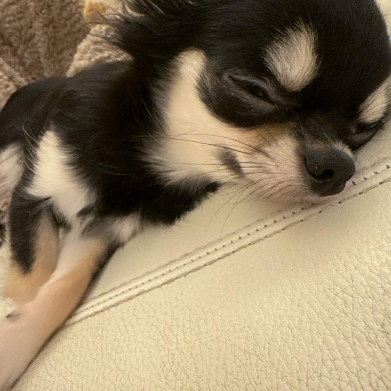 小柳ルミ子 愛犬がいなくて淋しい夜の画像