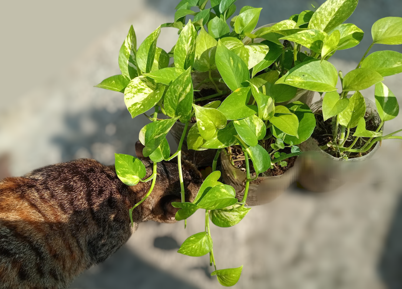 ものぐさでも勝手に増えたポトスの画像