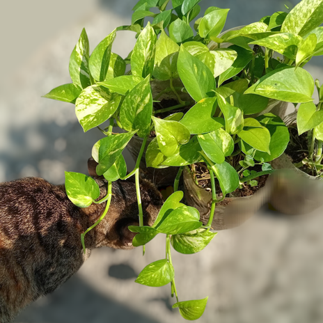 ものぐさでも勝手に増えたポトスの画像