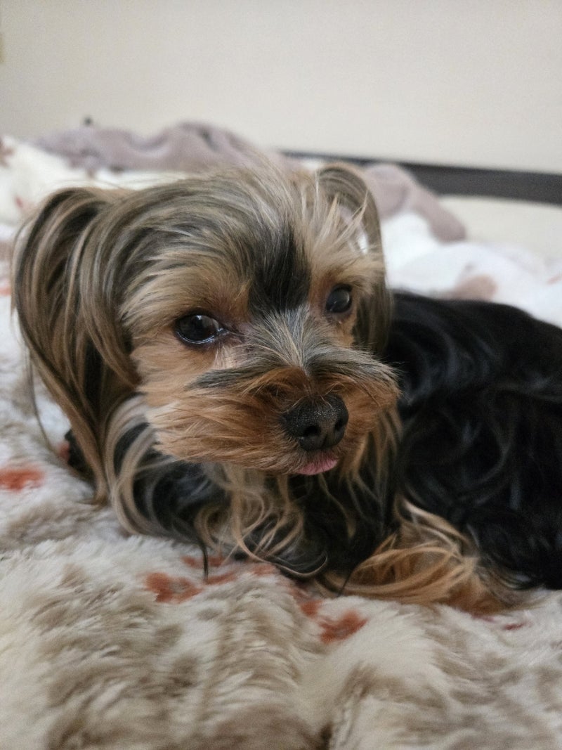 夜中に何度もトイレに行くひどい症状の画像